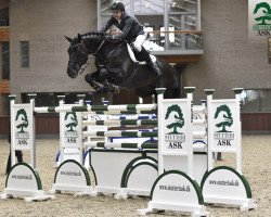 stallion Favorit Ask (Belgian Warmblood, 2005, from Diamant de Semilly)