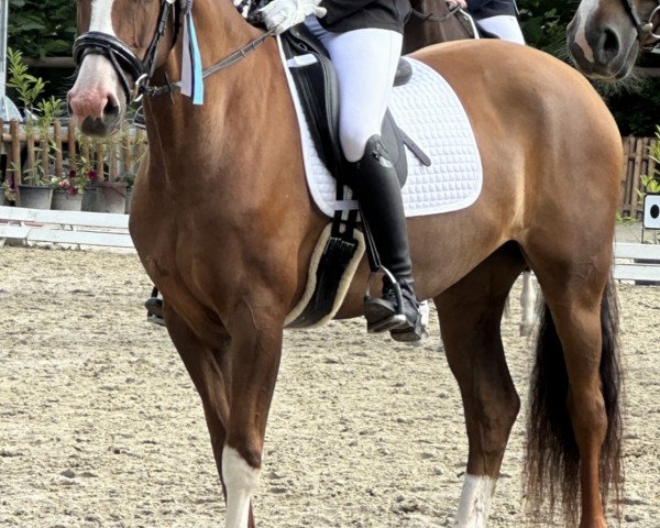 dressage horse Silbermond 54 (unknown, 2016)