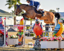 jumper Che Tipa (Swiss Warmblood, 2014, from Casero Della Caccia)