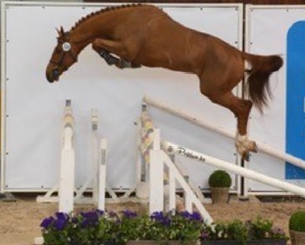 Deckhengst Junior du Seigneur (Belgisches Warmblut, 2015, von Eternity du Seigneur)