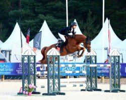 stallion Junior du Seigneur (Belgian Warmblood, 2015, from Eternity du Seigneur)