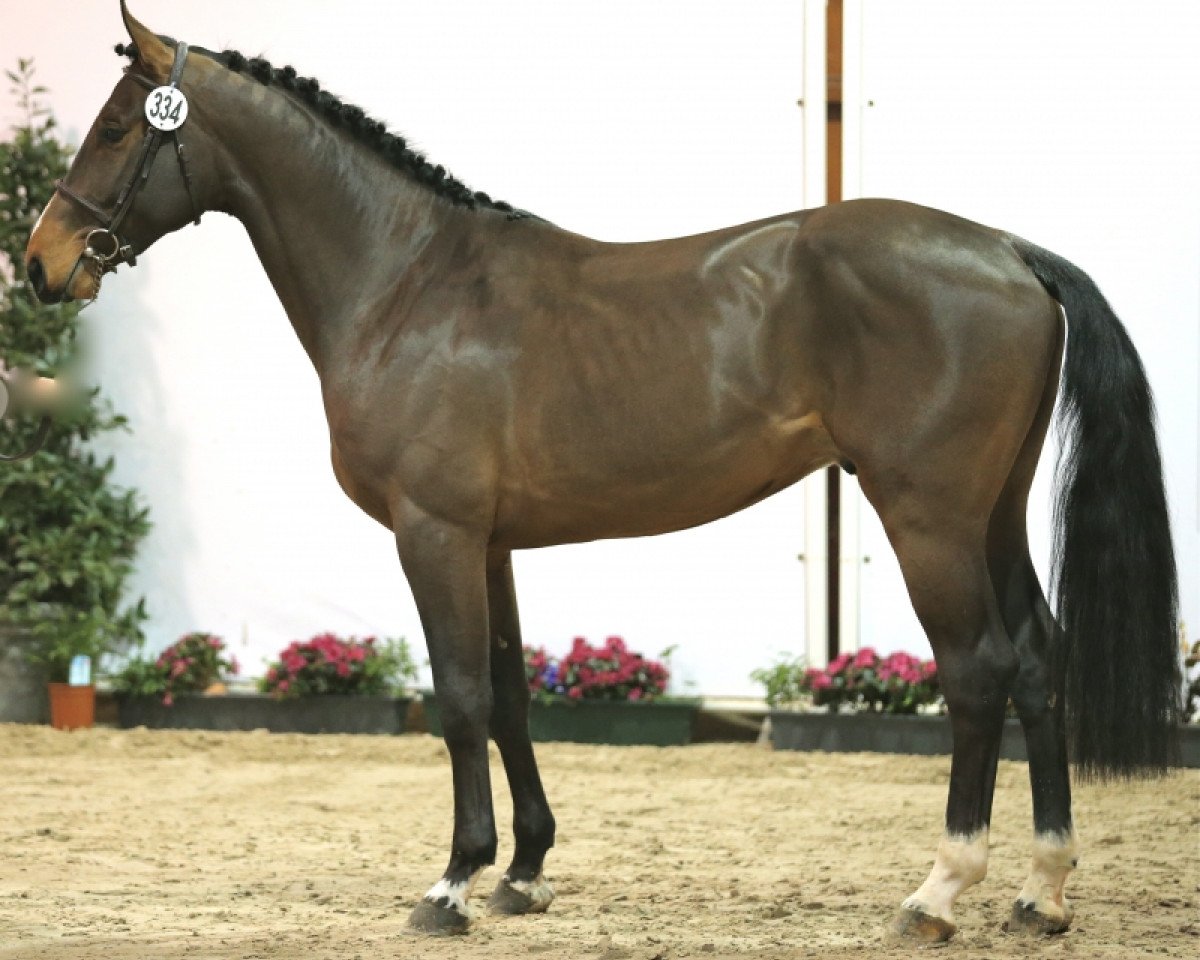 stallion Eternity du Seigneur (Belgium Sporthorse, 2010, from Ogano Sitte)