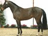 stallion Eternity du Seigneur (Belgium Sporthorse, 2010, from Ogano Sitte)