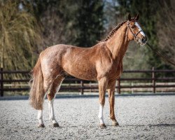 stallion Escape Z (Zangersheide riding horse, 2012, from Emerald van 't Ruytershof)