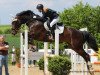 jumper Black Label 3 (Oldenburg show jumper, 2011, from Balou du Rouet)