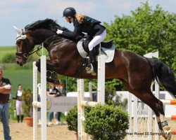 jumper Black Label 3 (Oldenburg show jumper, 2011, from Balou du Rouet)