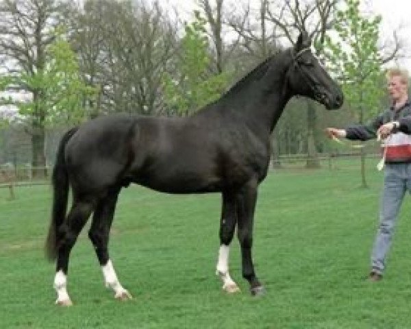 stallion Landeur (Dutch Warmblood, 1993, from Grandeur)