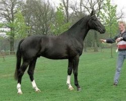 stallion Landeur (KWPN (Royal Dutch Sporthorse), 1993, from Grandeur)