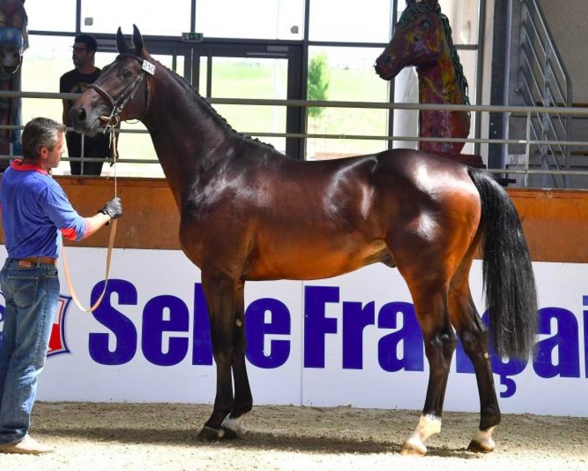 stallion Gousstavv Courcelle (Selle Français, 2016, from Vagabond de la Pomme)
