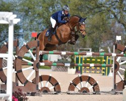 jumper Esqydo (Belgian Warmblood, 2004, from Thunder van de Zuuthoeve)