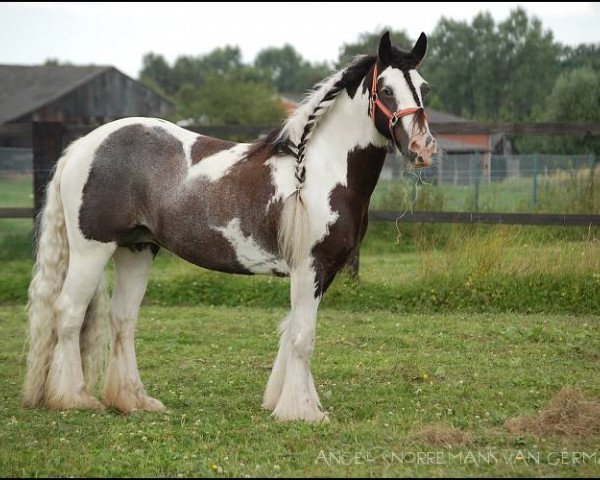 Zuchtstute Angel Snorremans van Germania (Tinker / Irish Cob / Gypsy Vanner, 2000, von The Midget 0611153)