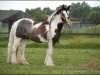 broodmare Angel Snorremans van Germania (Tinker / Irish Cob / Gypsy Vanner, 2000, from The Midget 0611153)