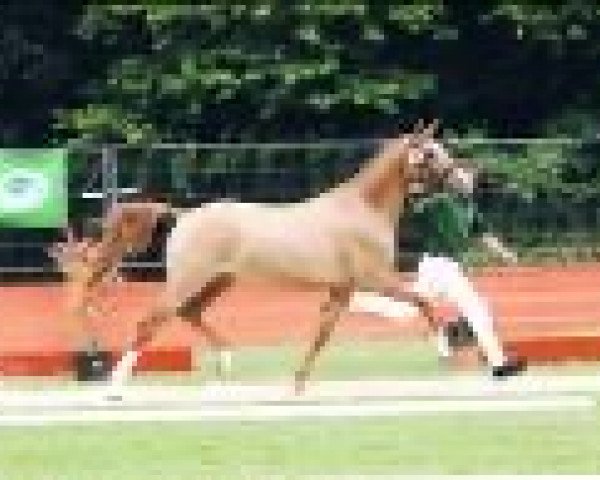 broodmare Deniza (German Riding Pony, 2012, from FS Don't Worry)