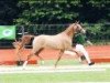 broodmare Deniza (German Riding Pony, 2012, from FS Don't Worry)