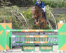 jumper Balou van het Molenhof Z (Zangersheide riding horse, 2009, from Caspar (Berlin))