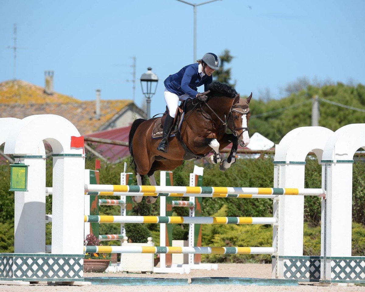 jumper Fabio XII (KWPN (Royal Dutch Sporthorse), 2010, from Numero Uno)