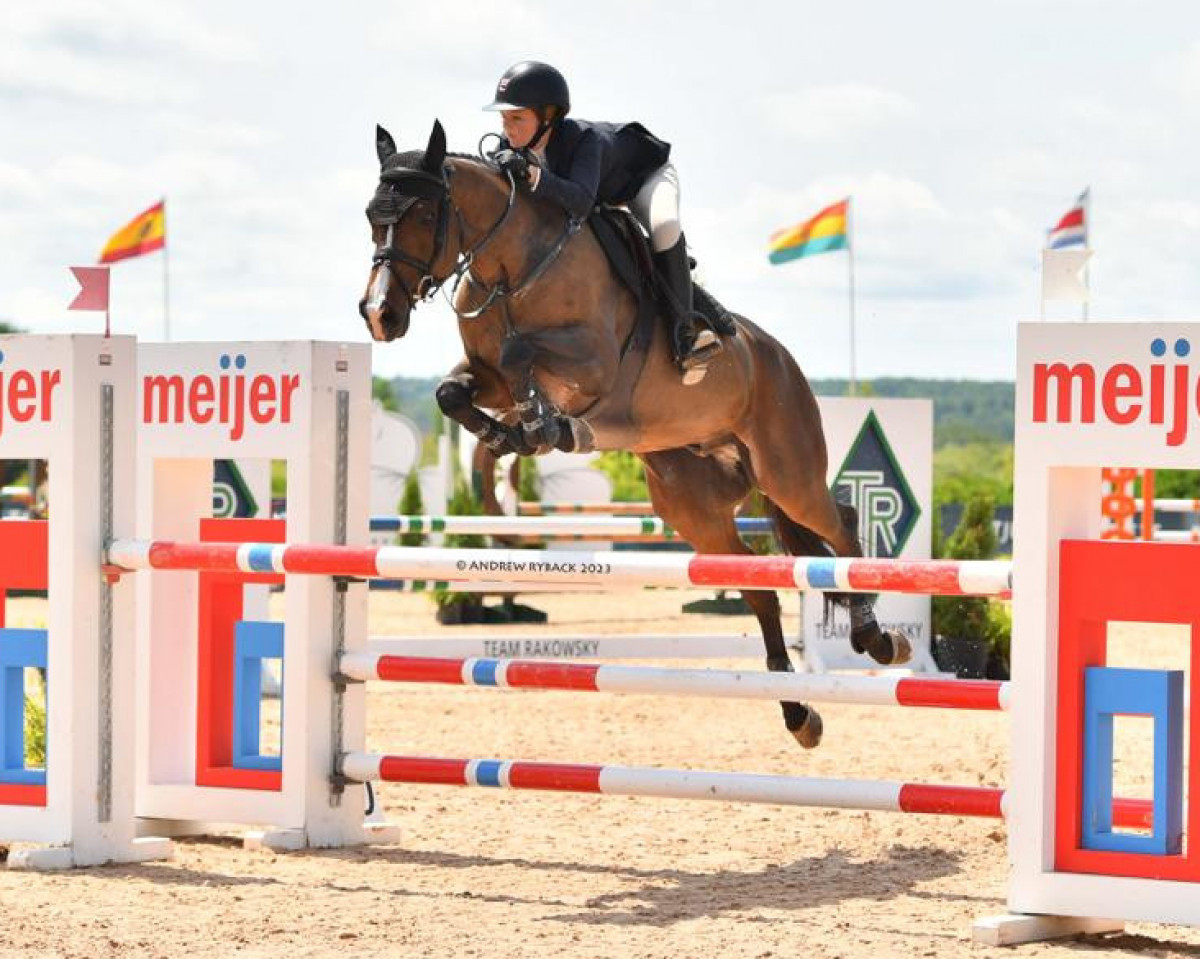 jumper N-Ambassador (Belgian Warmblood, 2013, from Amaretto D'Arco)