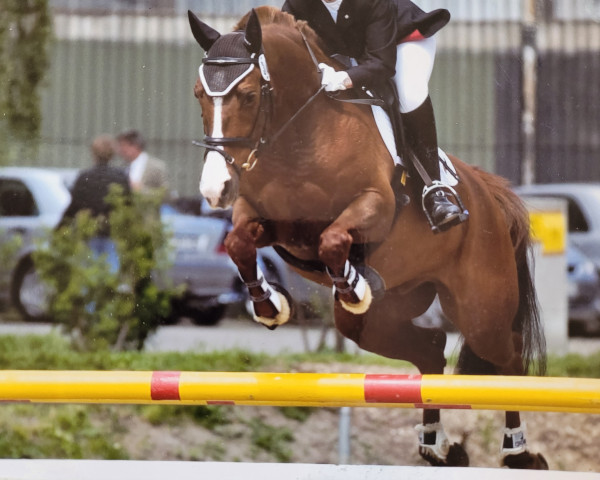 horse Ossi Ostborne (German Riding Pony, 1999, from Obsession Balu)