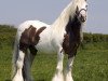 Deckhengst The Midget 0611153 (Tinker / Irish Cob / Gypsy Vanner, 1998)