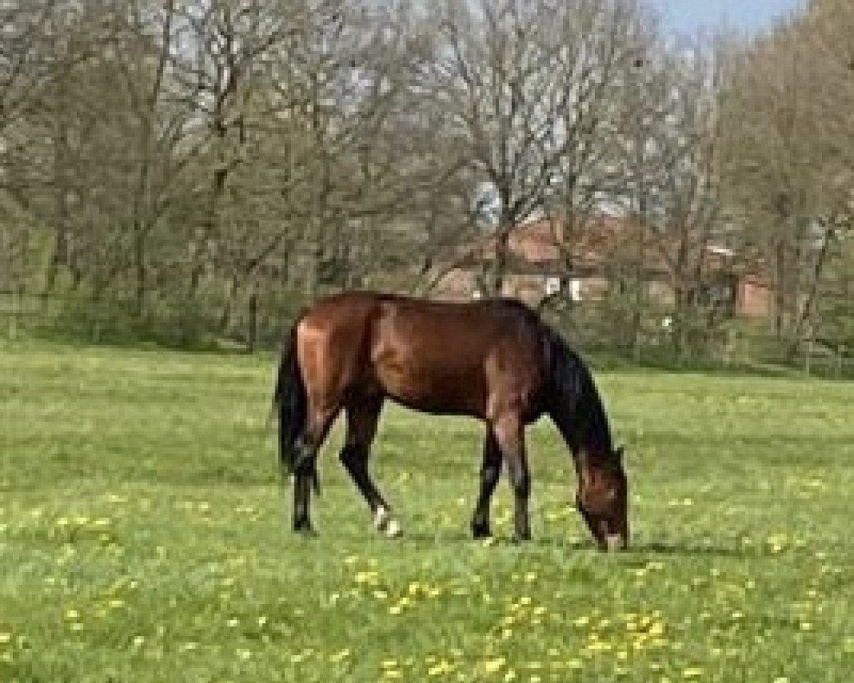 Springpferd Diamant Blitz (Oldenburger Springpferd, 2020, von Diamant de Quidam - H OLD)