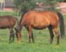 broodmare Wega van de Breemeersen (Belgian Warmblood, 1999, from Grannusso)