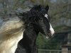 stallion Glen King Hill van de Bonte Parels (Tinker / Irish Cob / Gypsy Vanner, 1995, from King Rocky)