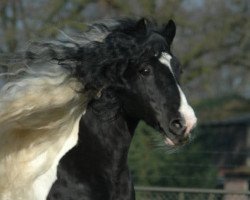 stallion Glen King Hill van de Bonte Parels (Tinker / Irish Cob / Gypsy Vanner, 1995, from King Rocky)