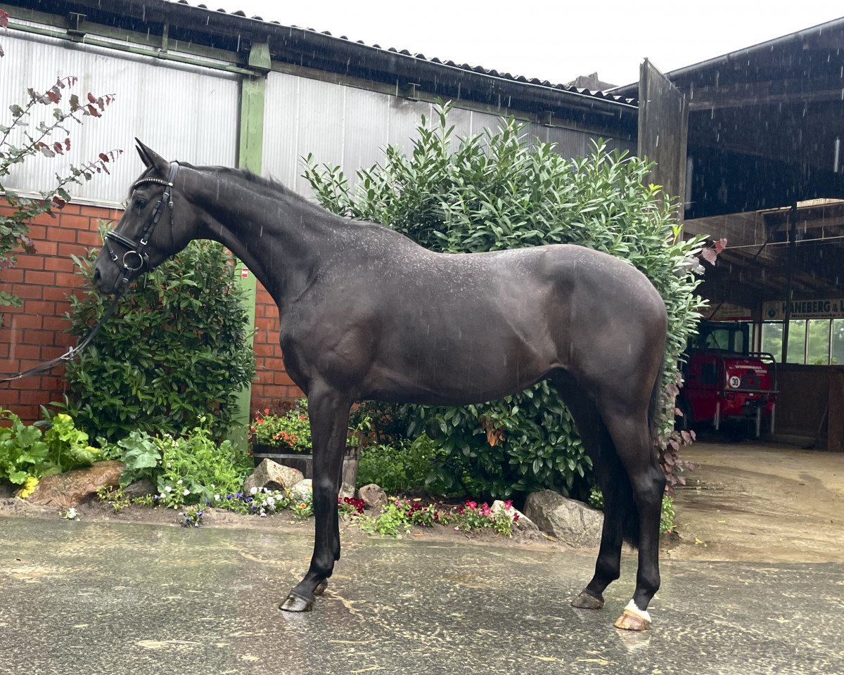 broodmare Despacita (Westphalian, 2018, from Don Nobless)