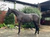 broodmare Despacita (Westphalian, 2018, from Don Nobless)