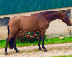 jumper Carlitos (Hanoverian, 2011, from Canterbury)