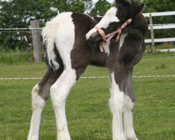 broodmare Melodie Lisa (Tinker / Irish Cob / Gypsy Vanner, 2008, from Glen King Hill van de Bonte Parels)