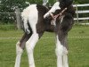 broodmare Melodie Lisa (Tinker / Irish Cob / Gypsy Vanner, 2008, from Glen King Hill van de Bonte Parels)