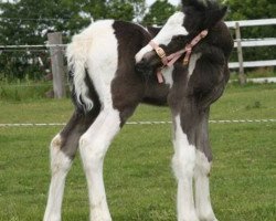 Zuchtstute Melodie Lisa (Tinker / Irish Cob / Gypsy Vanner, 2008, von Glen King Hill van de Bonte Parels)