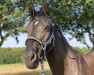 dressage horse Clärchen 48 (Oldenburg, 2015, from Christ)