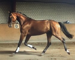 jumper San Salvador 41 (Hanoverian, 2013, from Satisfaction FRH)