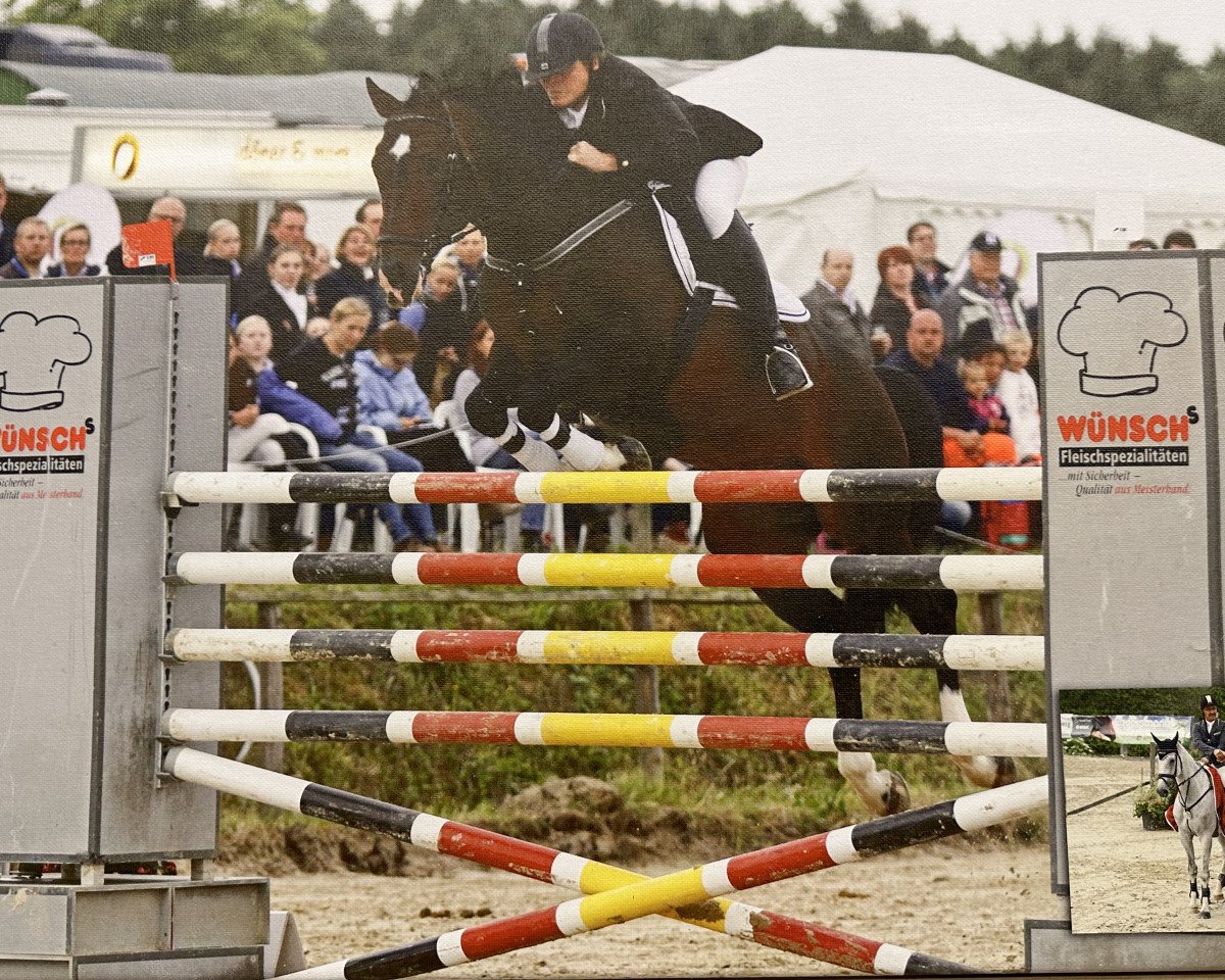 stallion Egidius (Hanoverian, 1999, from Escudo I)