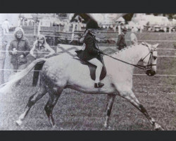 horse Tawstock Sparkle (Welsh Partbred, 1969, from Brockwell Cobweb)