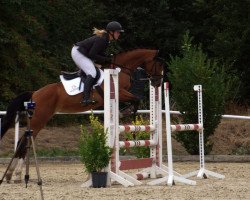 jumper Viva Ladina KT (Hanoverian, 2016, from Uccello)