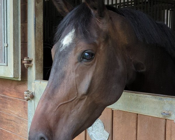 jumper Calliandra N (Hanoverian, 2019, from Crusoe 5)