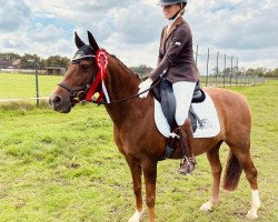 dressage horse Cookie 48 (German Riding Pony, 2005, from Carnuet)