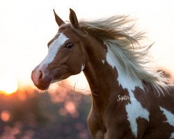 broodmare Painted Jamaica (Arab half breed / Partbred, 2016, from Painted Dragon)