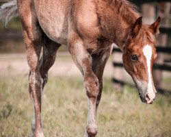 horse Maisterwerk (Deutsches Reitpony, 2023, from Mc Fly High D)