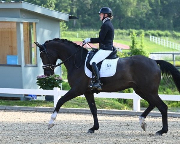 dressage horse Fürst Fridolin 13 (Hanoverian, 2017, from Fürsten-Look)