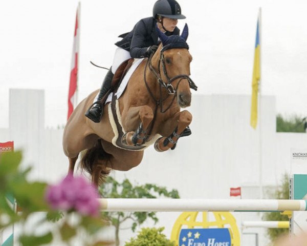 jumper High Point VDL (Royal Warmblood Studbook of the Netherlands (KWPN), 2012, from Tinka's Boy)