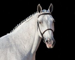 stallion Ultimo van ter Moude (Belgian Warmblood, 1997, from Capitol I)