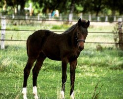 jumper Bretti (Hanoverian, 2015, from Stolzenberg)