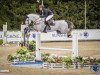 jumper Clitschko 17 (Hanoverian, 2013, from Christian 25)