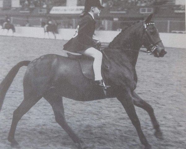 horse Twylands Cobweb (Welsh-Pony (Section B), 1970, from Brockwell Puck)