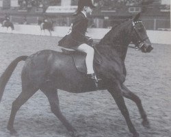 Pferd Twylands Cobweb (Welsh Pony (Sek.B), 1970, von Brockwell Puck)