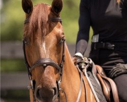 jumper Copernicus Z (Zangersheide riding horse, 2015, from VDL Groep Chester Z)